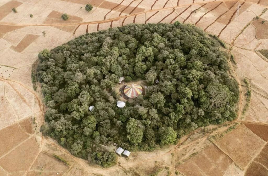 Священные рощи бурятии. Священная роща схема. Сообщение о священной роще. Огам магия друидов. Священная роща.