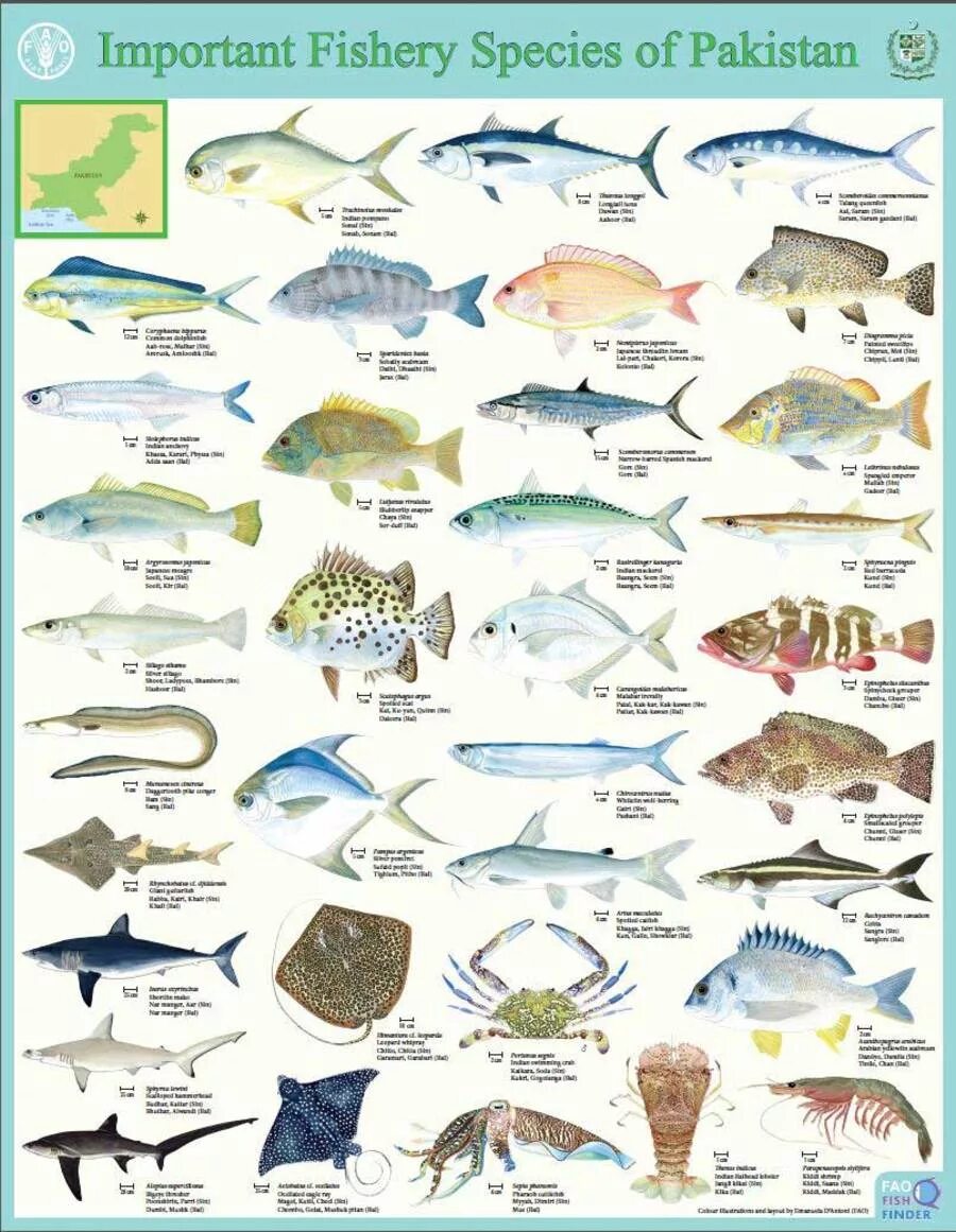 Fish name. Fish names in English. Types of Fish. Рыбы Северной Америки. Название рыбы лист.