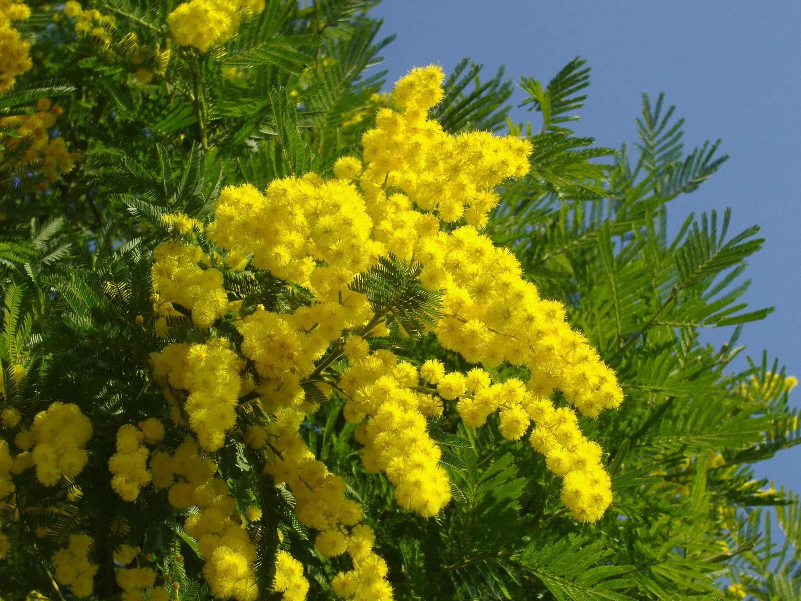 Акация серебристая Мимоза. Мимоза хостилис. Мимоза хостилис дерево. Acacia dealbata (Акация). Мимоза википедия