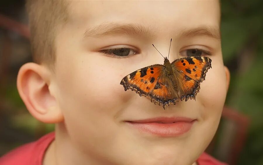 Покажи видео бабочек. Бабочка для малышей. Бабочка для мальчика. Бабочка на носу у ребенка.