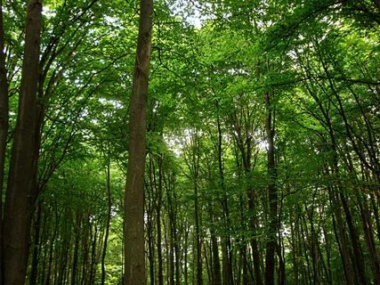 Green trees