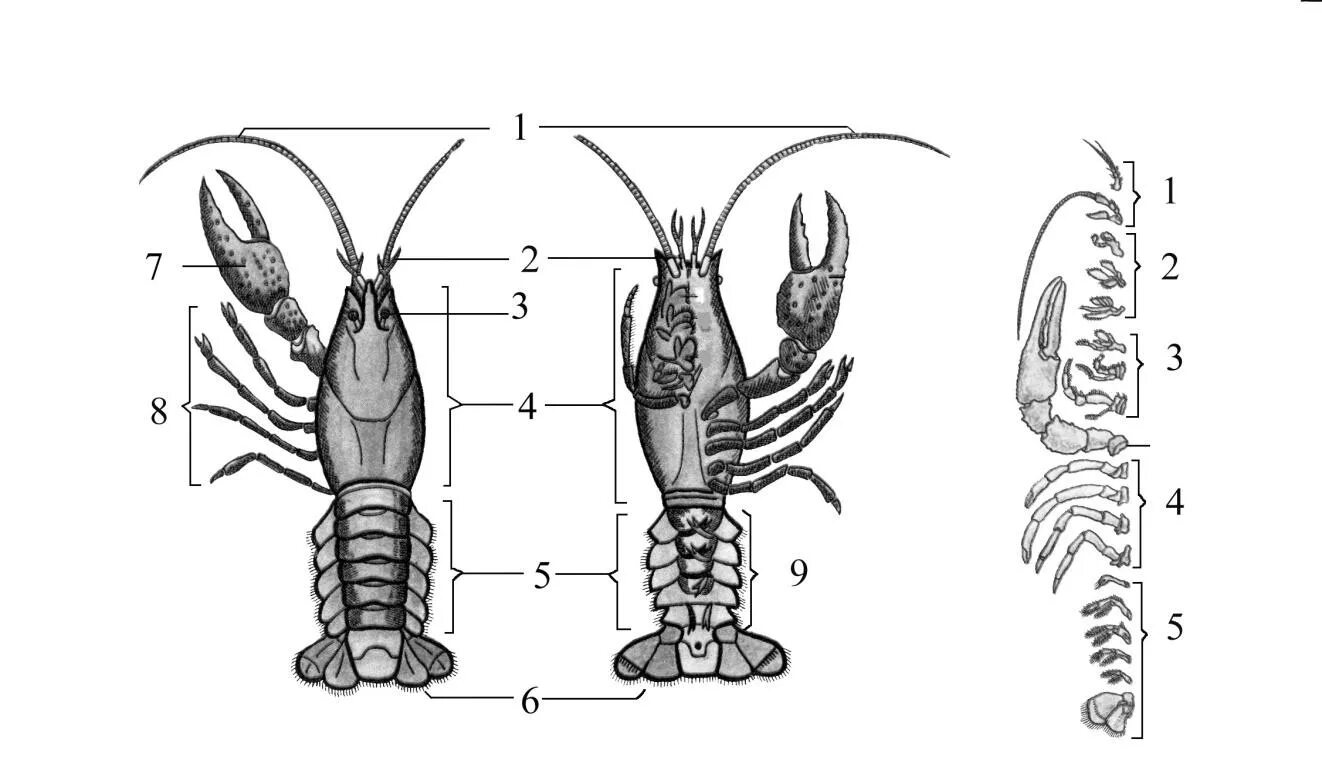 Строение речного рака рисунок. Внутреннее строение ракообразных. Наружнее строение речного ака. Строение ракообразных без подписей. Внешнее строение ракообразных.