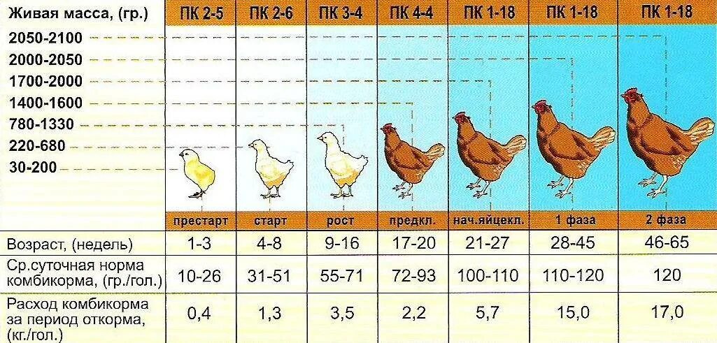 Сколько грамм курицы в день