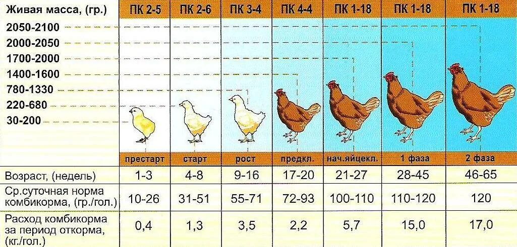 Сколько грамм корма нужно курам