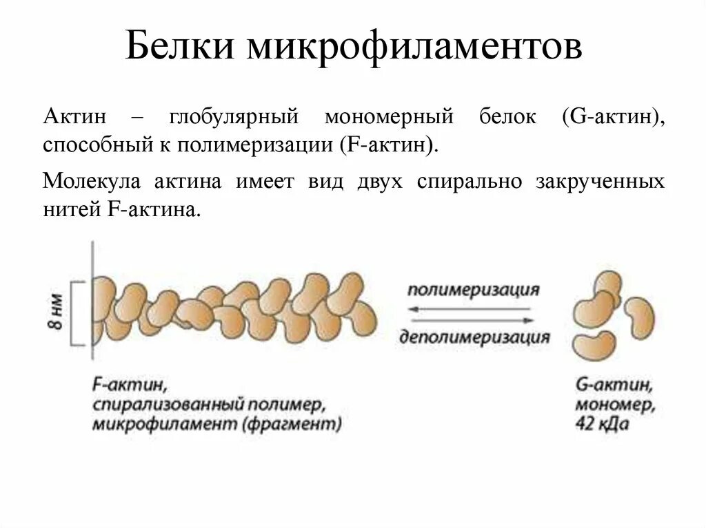 Укажите мономер белка. Актиновые микрофиламенты. Белки микрофиламентов. Белок актин. Актин белок структура.