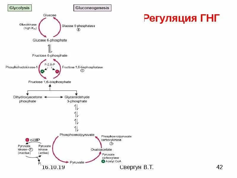 Ферменты глюконеогенеза. Глюконеогенез из лактата. Глюконеогенез биохимия схема. Гликолиз и глюконеогенез формулы. Схема глюконеогенеза.