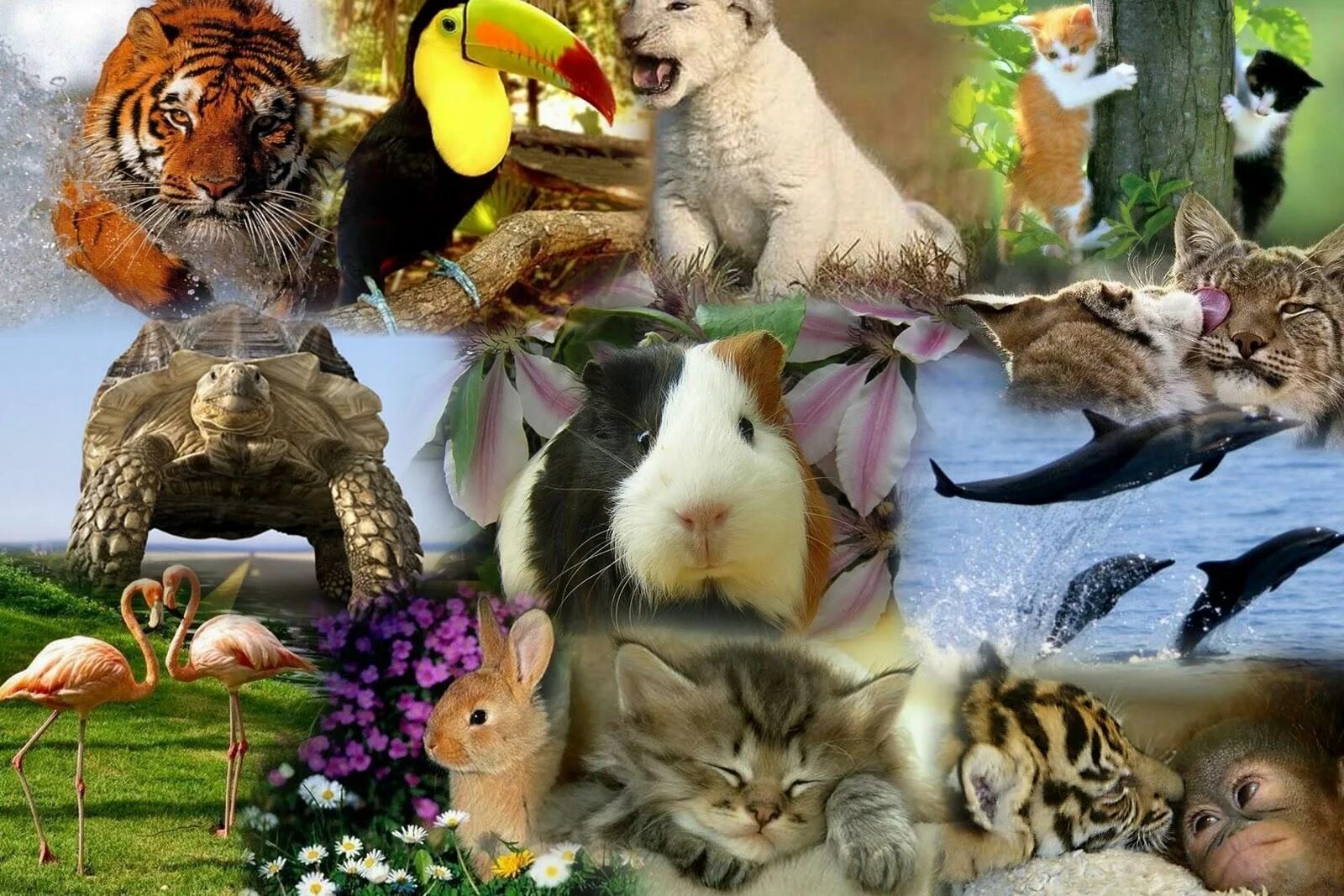 Жизнь животных в разное время. Животные коллаж. Много животных. Домашние животные коллаж. Много животных на одной картинке.