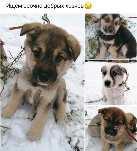 Село щельяюр. Отдам продам. Отдам продам щельяюр. Щельяюр фото. Фортуна магазин ижма.