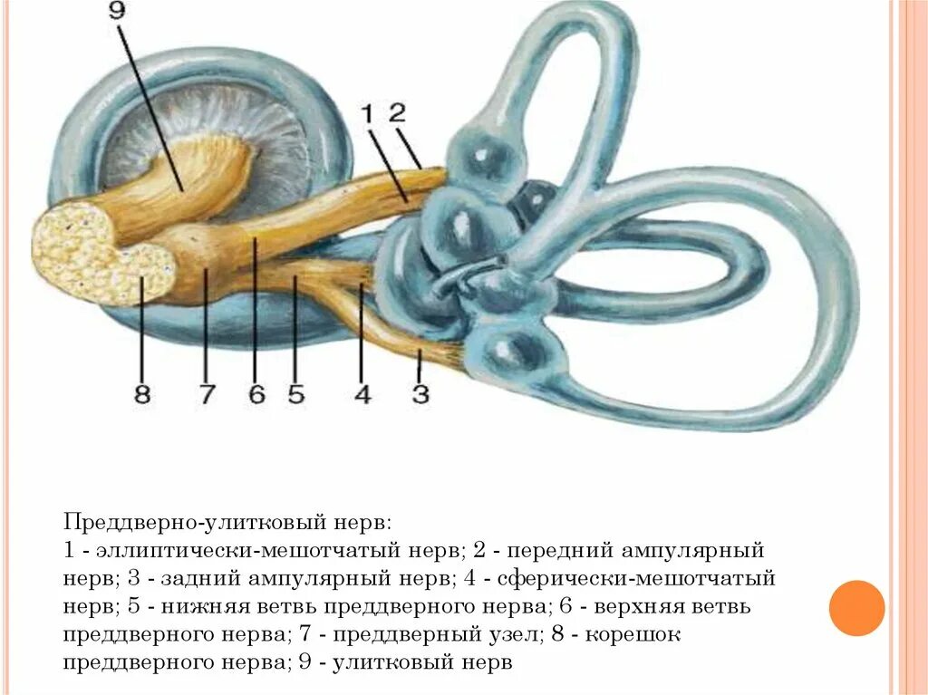 Преддверно-улитковый нерв схема. Преддверно-улитковый нерв анатомия схема. VIII – преддверно-улитковый поражение. Преддверно-улитковый нерв функции. Строение вестибулярного нерва