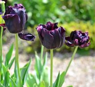 Фиолетовые тюльпаны (141 фото)