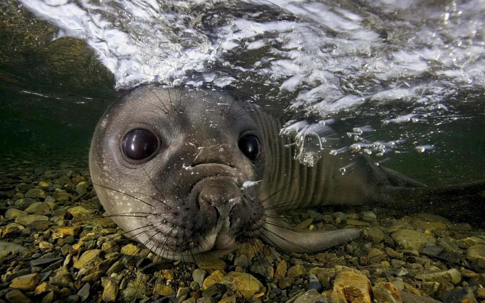 Обитает в морской воде
