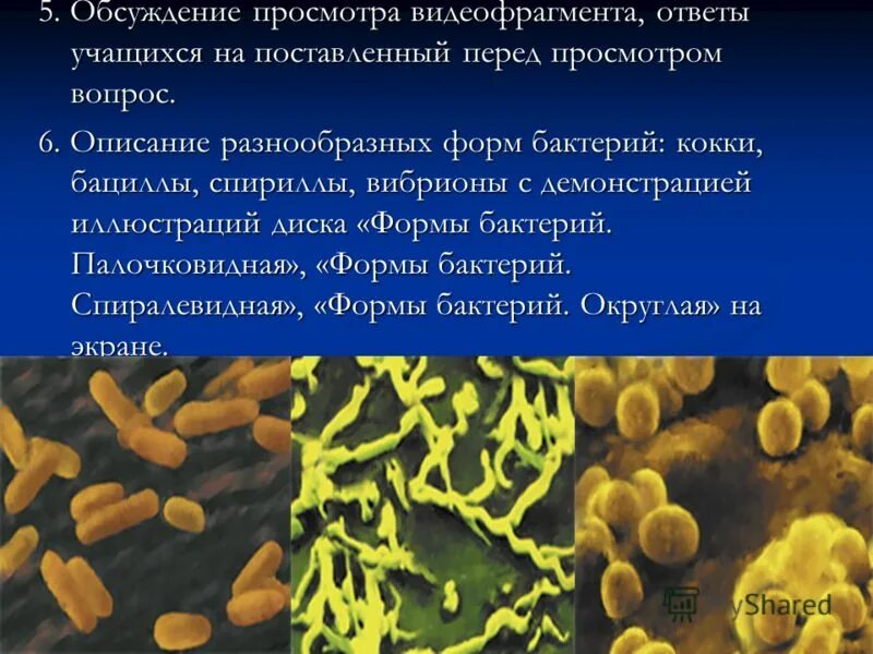 Общая характеристика бактерий 7 класс биология презентация. Кокки бациллы вибрионы спириллы. Бактерии кокки бациллы. Биология 5 класс палочковидные бактерии бациллы. Палочковидные формы бактерий.