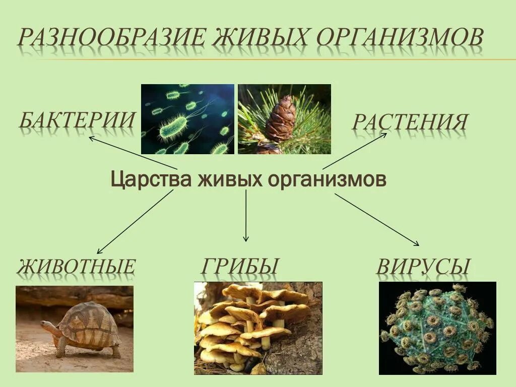 Царство растений животных грибов бактерий вирусов. Царство животных растений грибов бактерий. Многообразие организмов. Многообразные живые организмы.