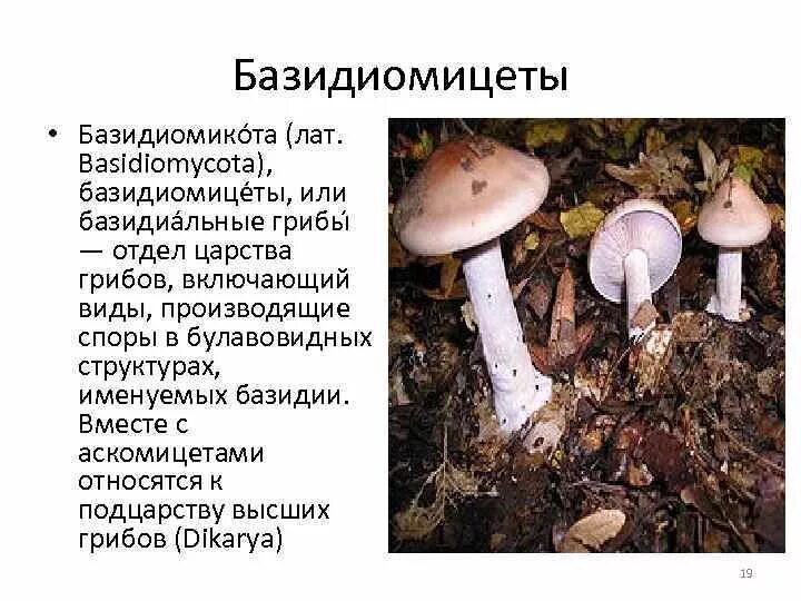 Относится к высшим грибам базидиомицетам является паразитом. Относится к высшим грибам базидиомицетам является паразитом