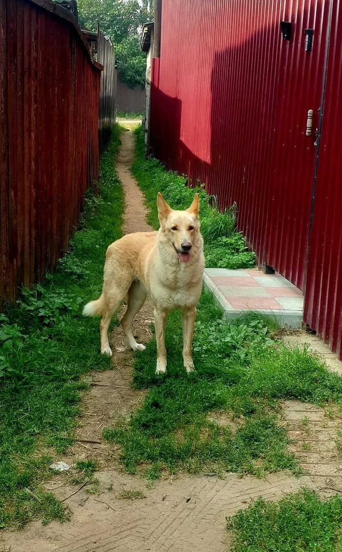 Собака жуковский. Собака жуковский. Пес 7. Собака жуковский. Ходская овчарка.