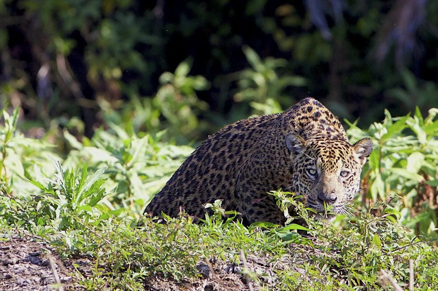 Wildlife in danger. Южноамериканский Ягуар. Ягуар на охоте. Охота ягуара на водосвинок. Каменный Ягуар.