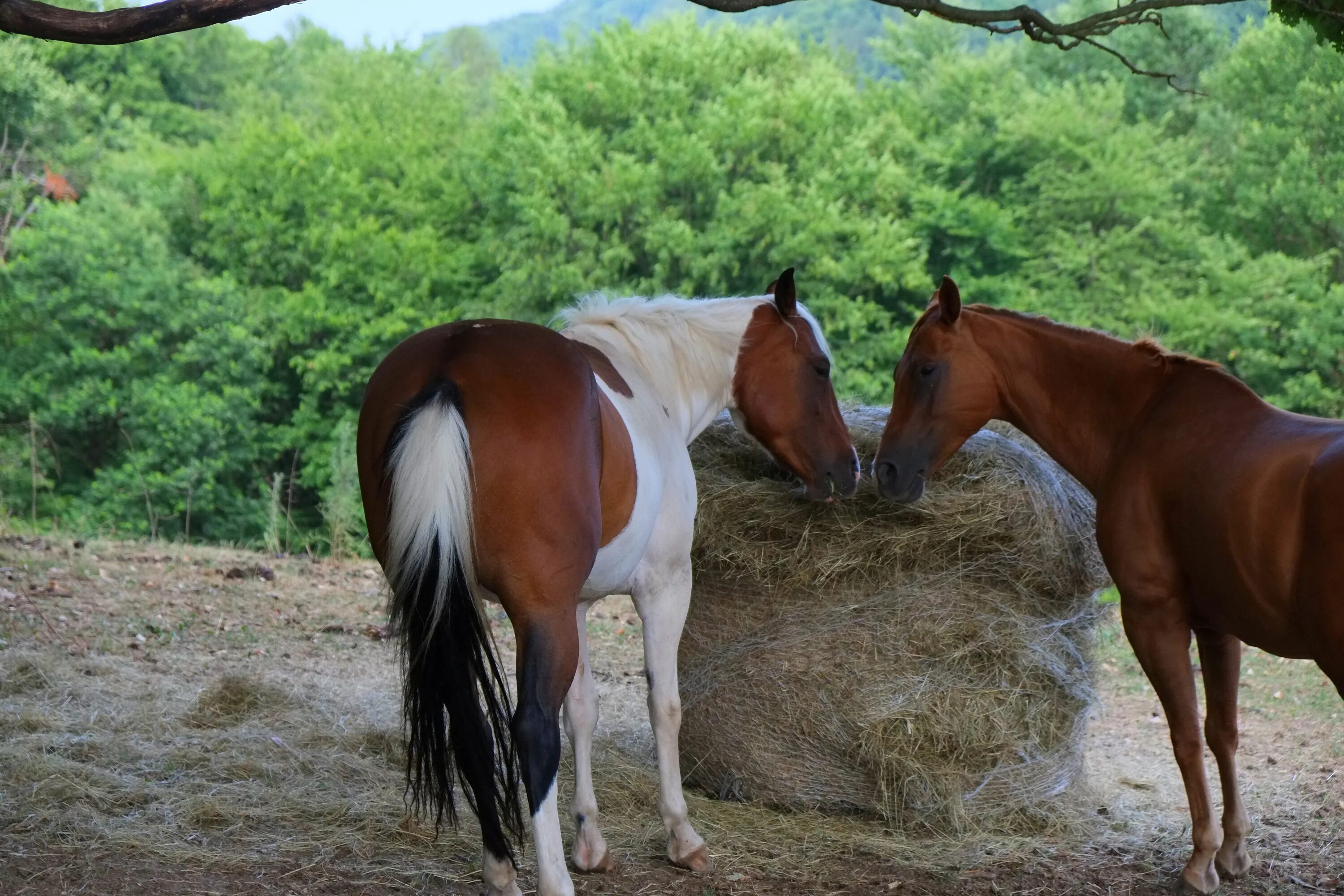 Как лошади относятся к людям. Лошади две вместе. Питание лошадей. Что едят лошади. Лошади дружат.