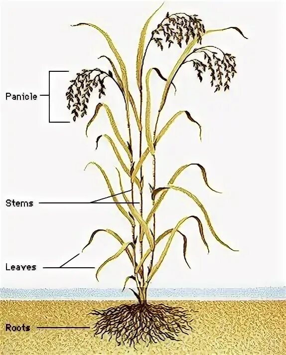 Корневая система риса посевного. Стебель риса посевного. Рис корневых систем пшеницы. Корневая система овса. Строение цветка овес