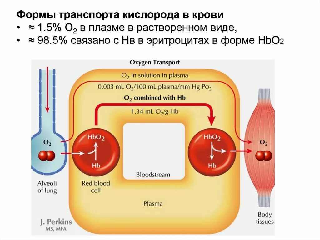 Связывание с белками плазмы крови