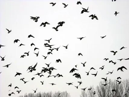 Knowing bird