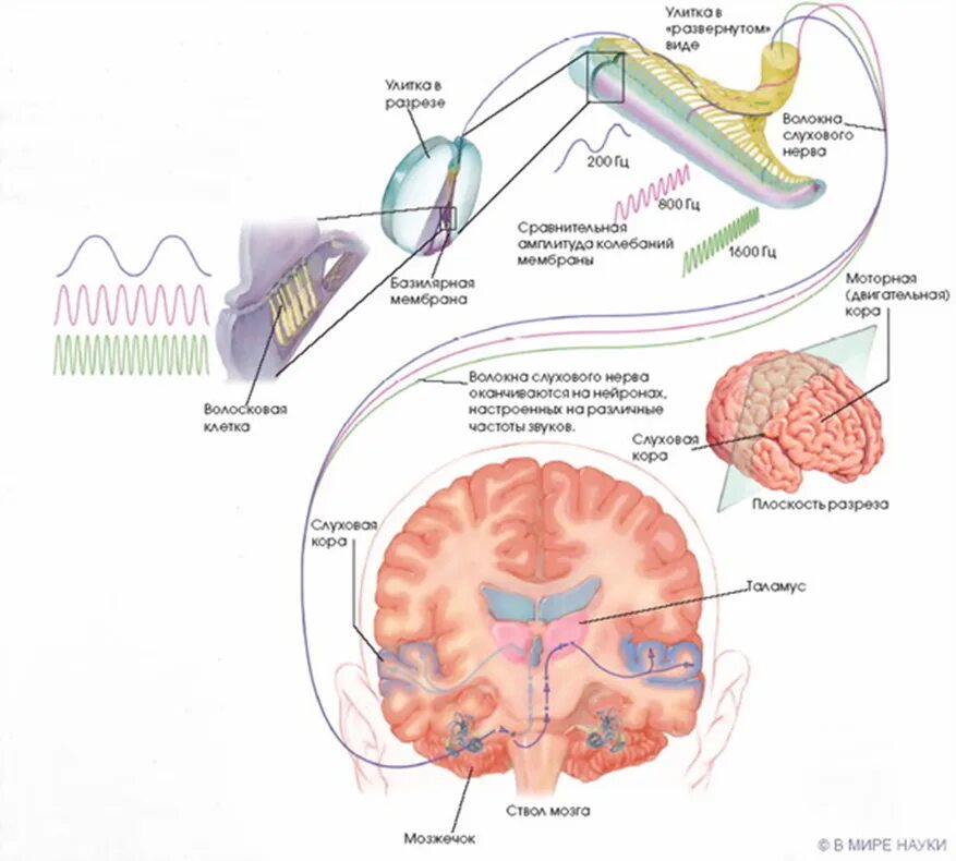 Все проходит через мозг. Схема механизм восприятия звука слуховым анализатором. Строение слухового анализатора мозг. Путь звукового сигнала в слуховом анализаторе.