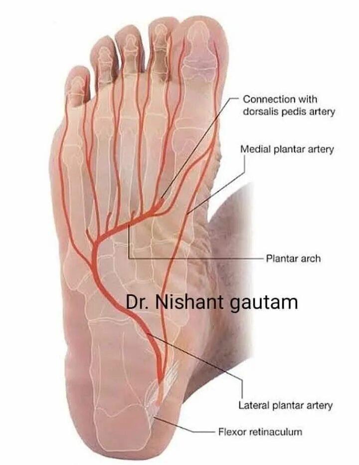 Кровоснабжение стопы анатомия. Тыльная артерия стопы анатомия. Иннервация тыла стопы анатомия. Медиальная подошвенная артерия стопы. Линии подошвы