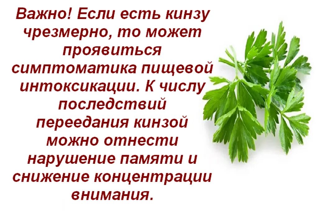 Чем полезна кинза. Кинза полезная для организма. Чем полезна кинза для организма. Чем полезен кориандр для организма.