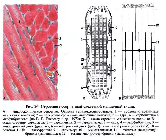 Состоит из клеток имеющих поперечную исчерченность. Поперечно-полосатая Скелетная мышечная ткань схема. Схема поперечнополосатого мышечного волокна. Схема поперечно-полосатого мышечного волокна. Схема строения скелетного мышечного волокна.