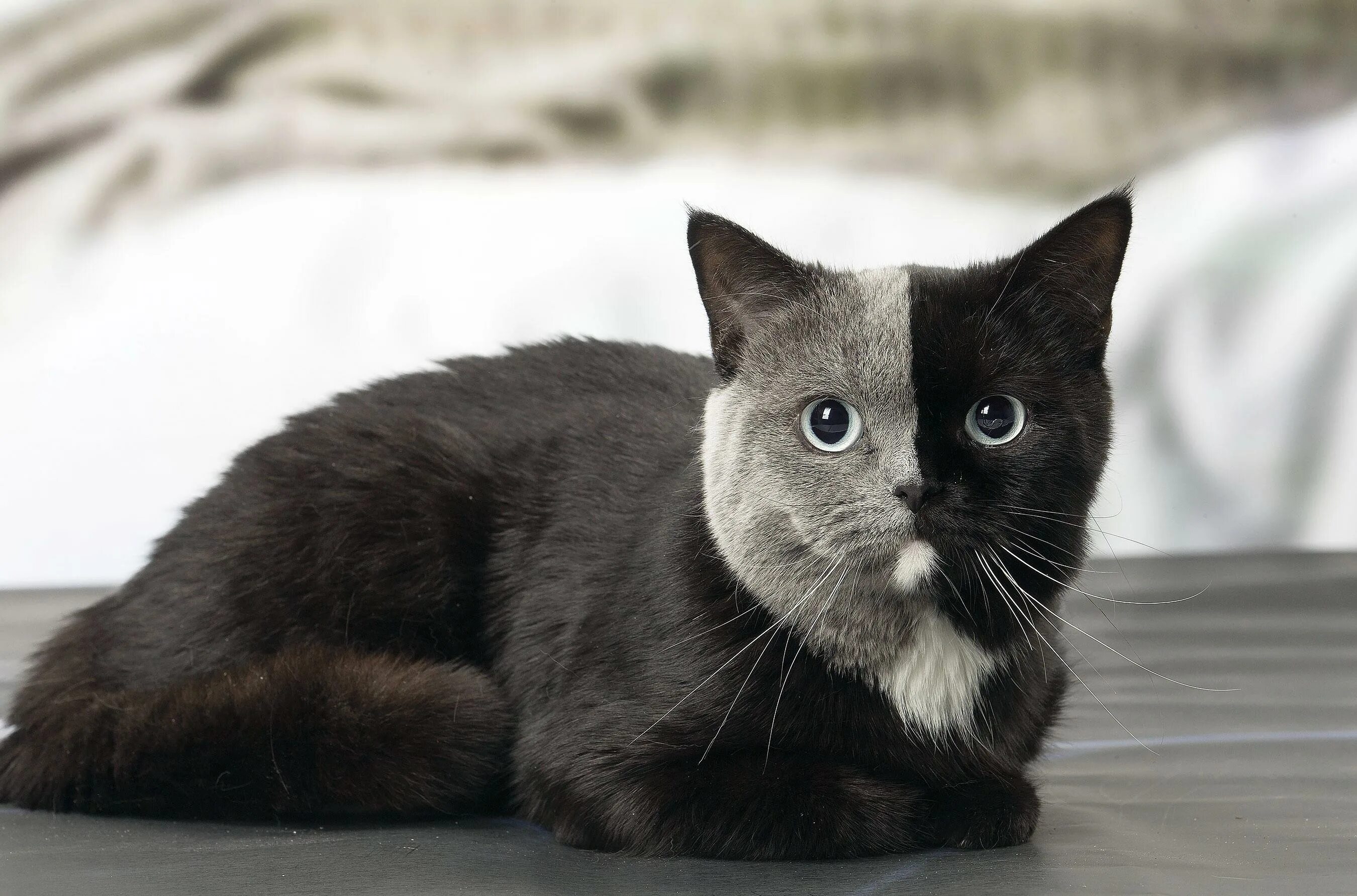 Редкие цвета кошек. Британский короткошерстный кот биколор. Британская короткошёрстная кошка черная. Кошки породы Химера. Двуликая кошка Нарния.