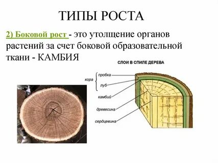 Какие ткани обеспечивают рост в толщину