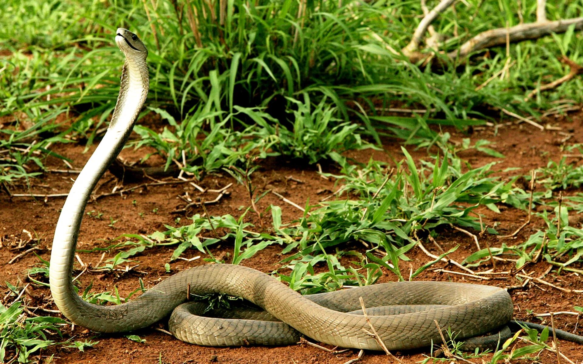 Greg bakirtzis mamba. Чёрная мамба (Dendroaspis polylep. Африка змея мамба. Африканская змея черная мамба. ДЕНДРОАСПИС полилепис.