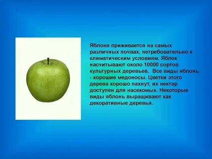 Наибольший диаметр яблока