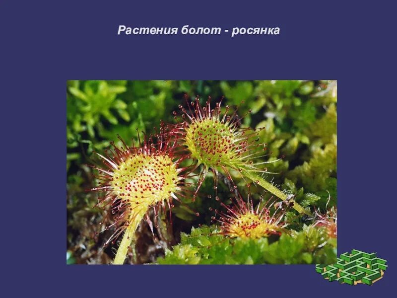 Растения болота являются. Росянка Болотная. Болотные растения росянка. Болотное растение росянка. Королевская росянка.