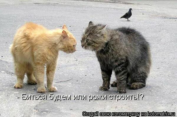 Как я буду биться