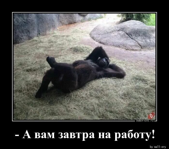 Не хочу идти на новую работу. Завтра на работу. завтра на работу прикол. кому завтра на работу. когда завтра на работу картинки.