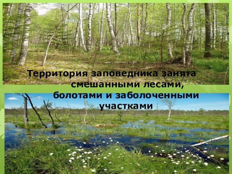 Смешанные леса заповедники. Заповедники смешаноголеса. заповедники тверской области. заповедные территории смешанных лесов.