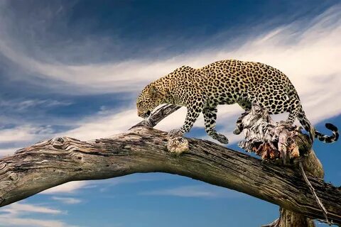 Wildlife work
