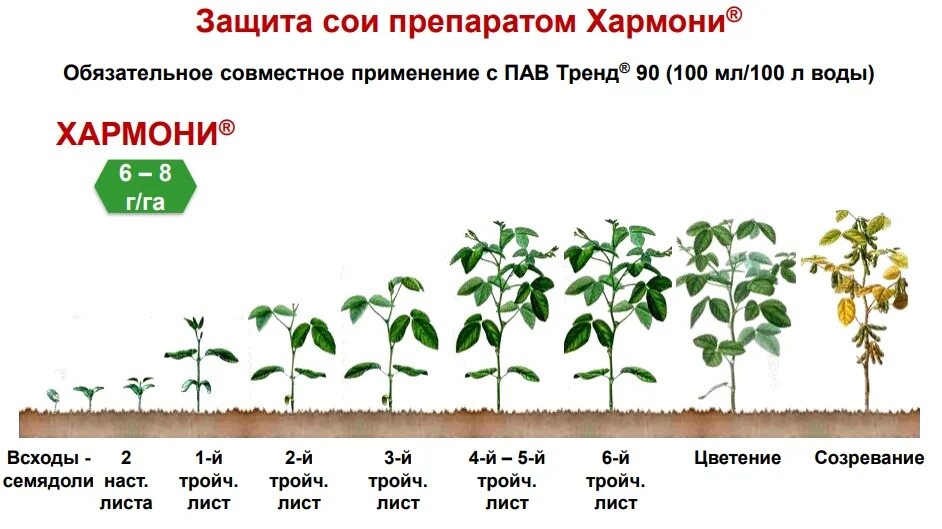 Сроки вегетации у растений. Вегетационный период томатов. Фазы роста бобовых культур. Период вегетации сои. Фазы развития сои по дням.