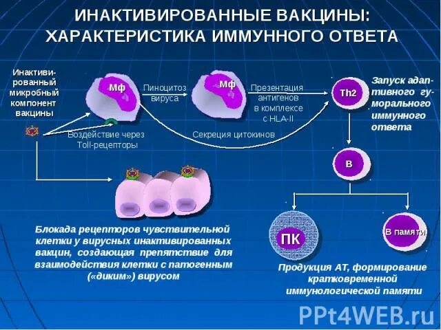 Первичная вакцина. Схема действия вакцины. Инактивированные вакцины. Механизм действия вакцин. Инактивированные вакцины это какие.