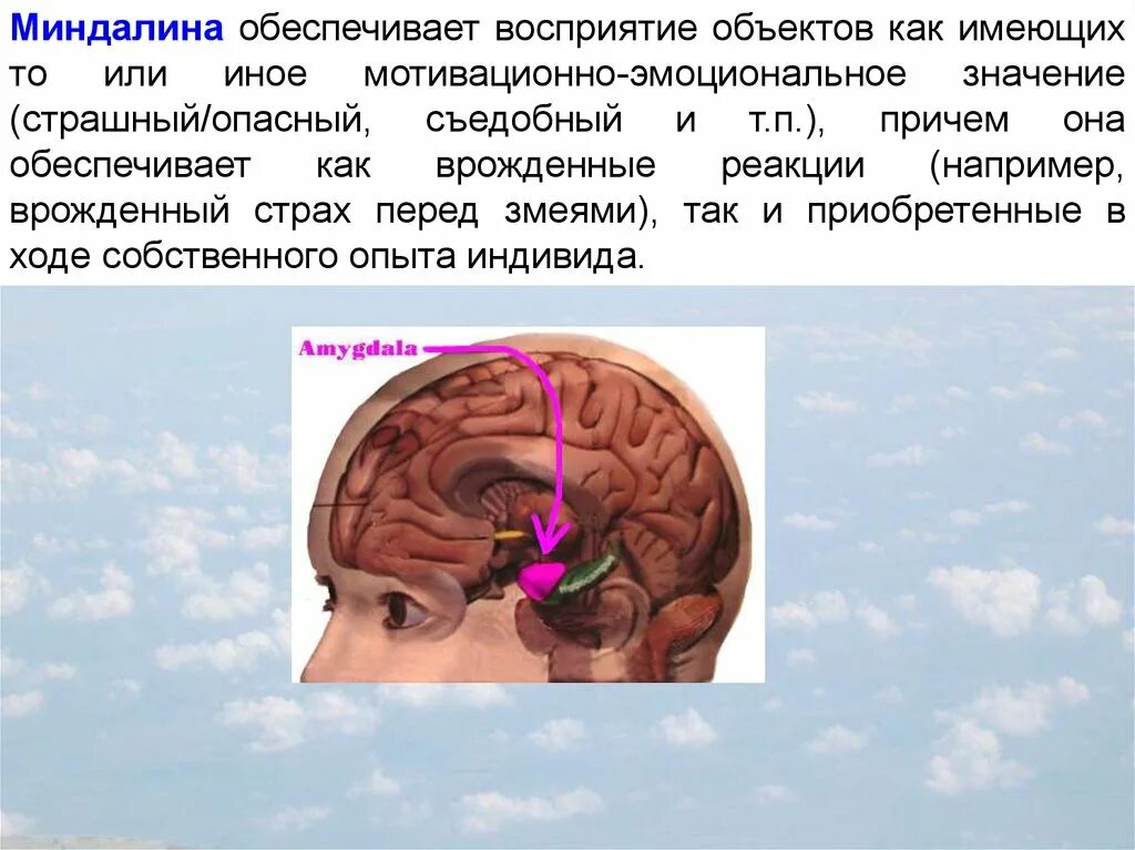 Миндалина мозга функции. Восприятие объекта. Миндалины и нервная система. Миндалина ЦНС физиология.