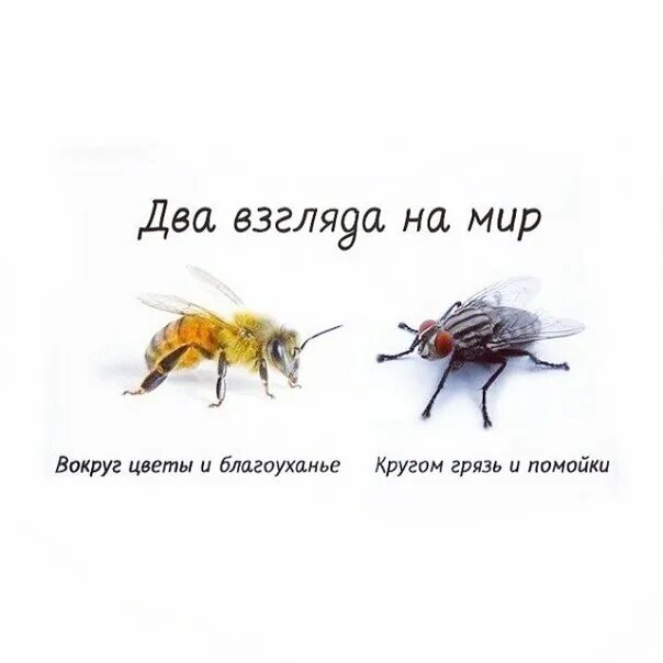 Ничего не видеть вокруг. Два взгляда. У каждого свой взгляд на мир. Муха и пчела взгляд на мир. Есть два взгляда на мир.