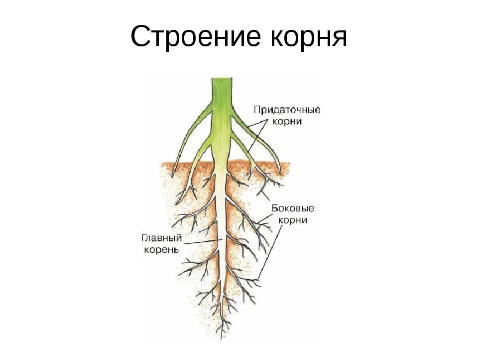 Внешнее строение корня схема. Из чего состоит строение корня. Корень схема биология. Схема внутреннего строения корня. Из какой ткани состоит корень