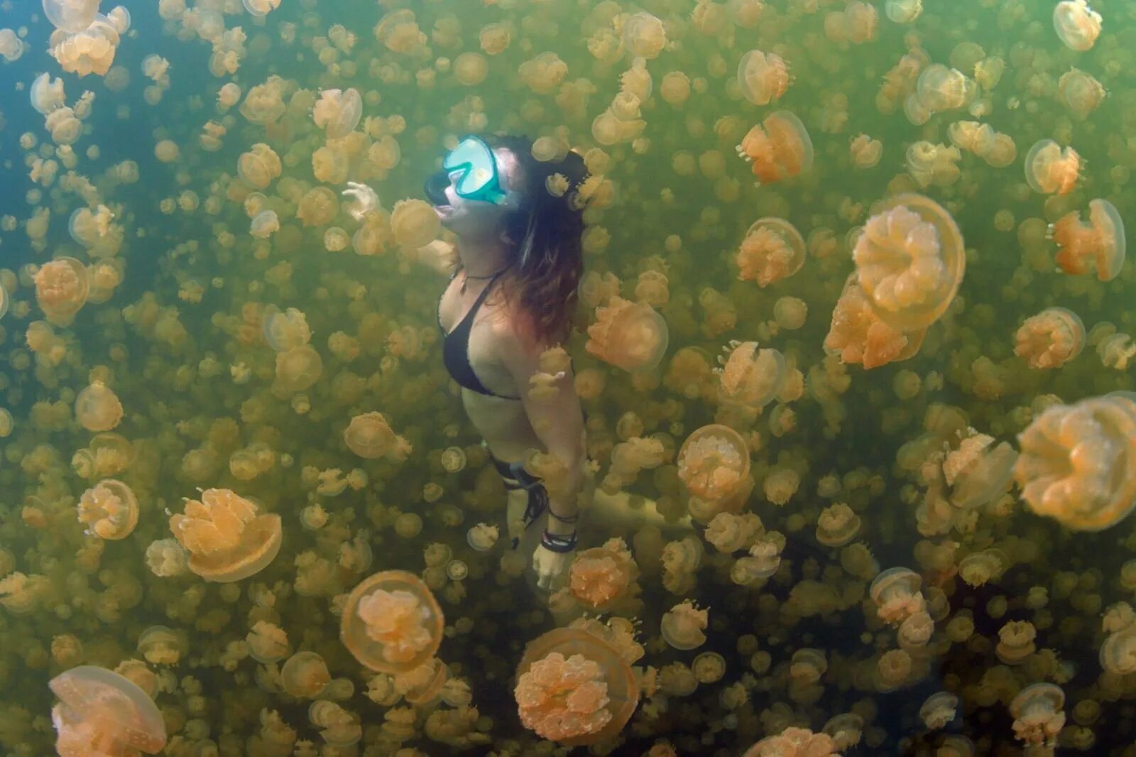 Палау Медузное озеро. Медузы Палау. Озеро медуз. Озеро медуз Палау фото. Медуза не умеет плавать в ночи