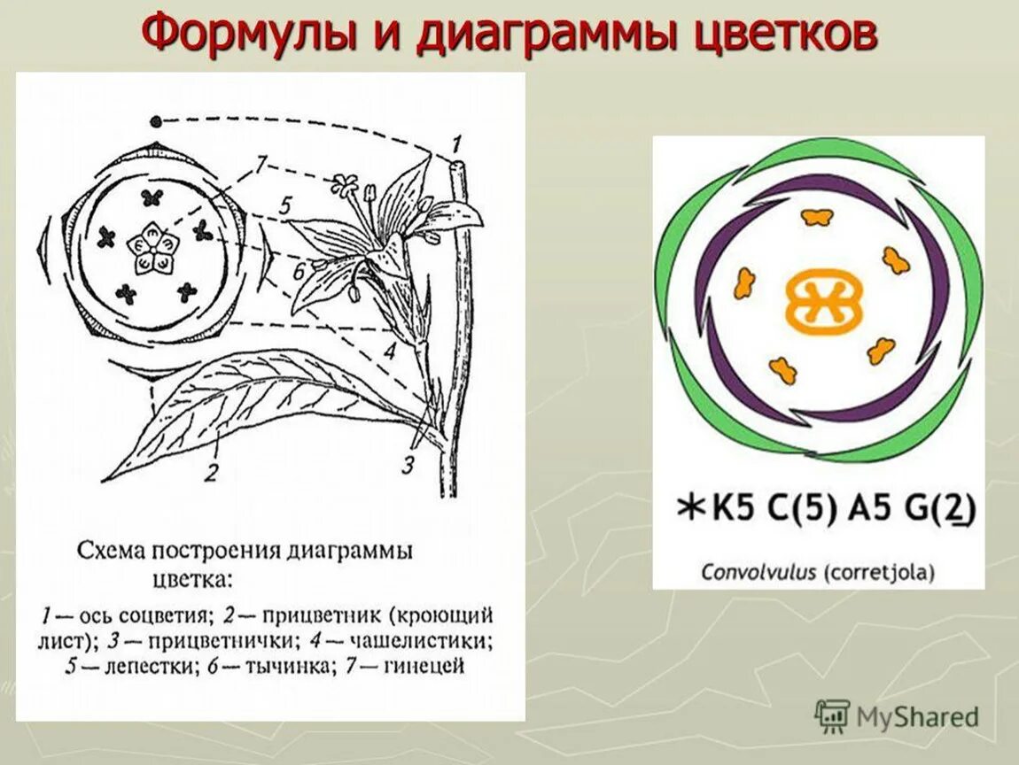 Диаграмма цветка хвойных растений. Диаграмма цветка печеночники. Кровохлебка формула и диаграмма цветка. Диаграмма цветка двудольных растений. Примула формула и диаграмма цветка.