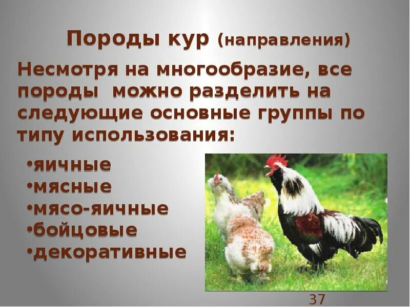 Куры группа животных. Разнообразие пород кур. птицеводство породы животных. селекция в птицеводстве. селекция куриц.