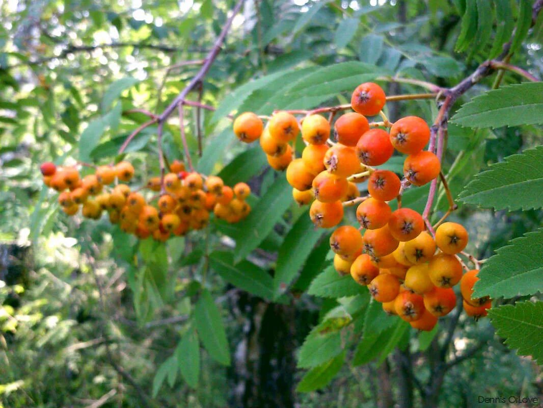 рябина обыкновенная. рябина обыкновенная листья. рябина обыкновенная орандж. оранжевые ягоды на дереве мягкие.