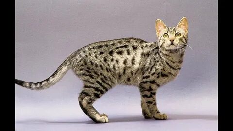 Египетская мау котенок