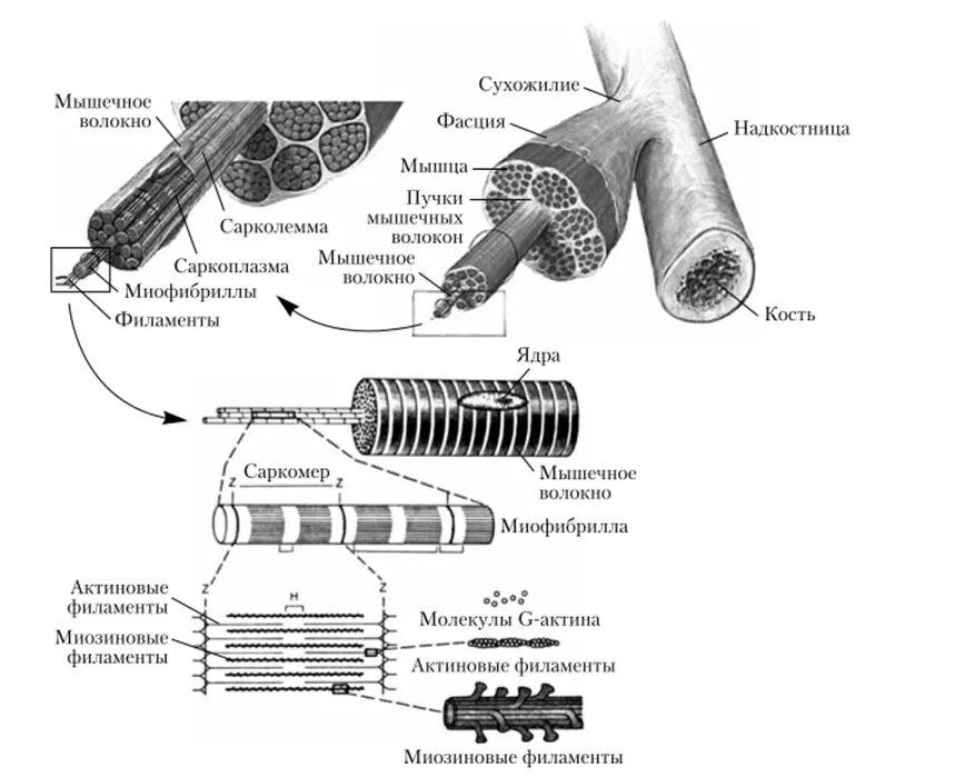 Каким номером на рисунке обозначена миофибрилла. Структурно-функциональные особенности мышечных волокон.. Схема строения мышечного волокна. Схема строения скелетного мышечного волокна. Строение скелетной мускулатуры схема.