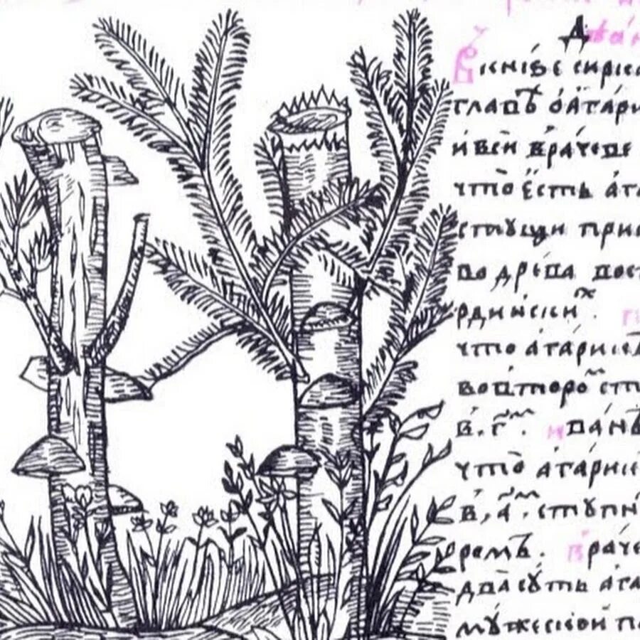 Травник какой месяц в старину. Травники 17 века. древнерусские лечебники и травники. лекарственные растения в древности. средневековый травник.