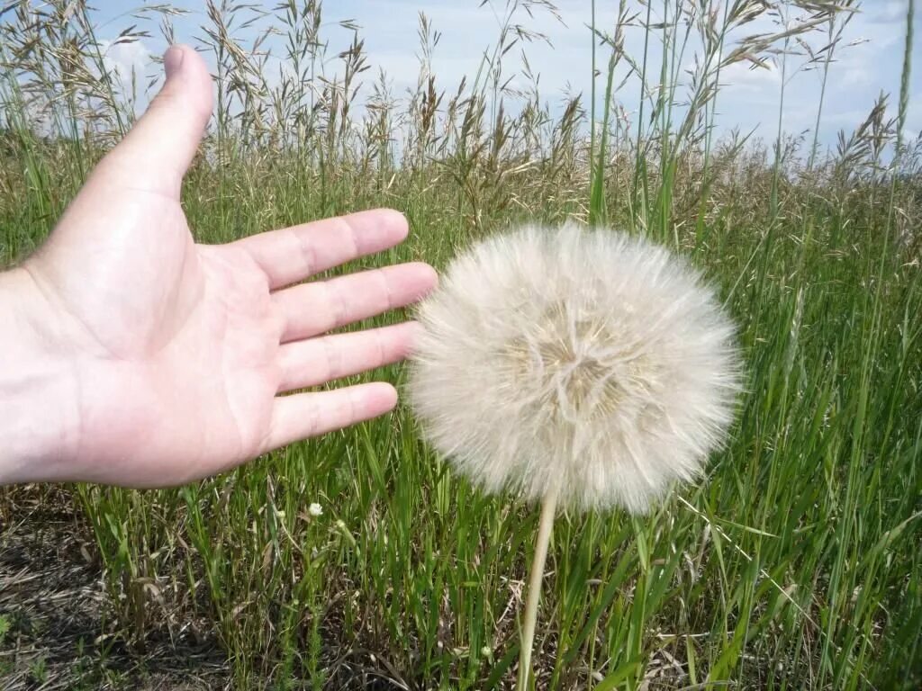 Как называется одуванчик. Сухие одуванчики. Как называется одуванчик. Одуванчик цветок описание. Как называется одуванчик.